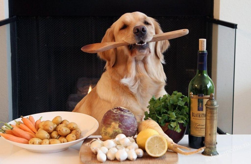 Чем кормить лабрадора в домашних условиях — меню взрослой собаки, запрещенные продукты