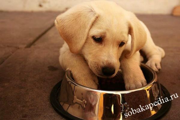 Чем кормить лабрадора в домашних условиях — меню взрослой собаки, запрещенные продукты