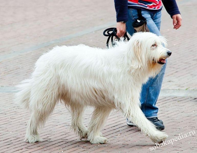 Южнорусская овчарка-самая преданная собака
