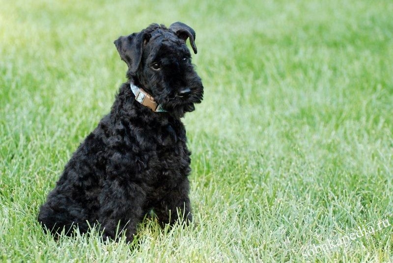 Керри блю терьер-собака с необычным окрасом